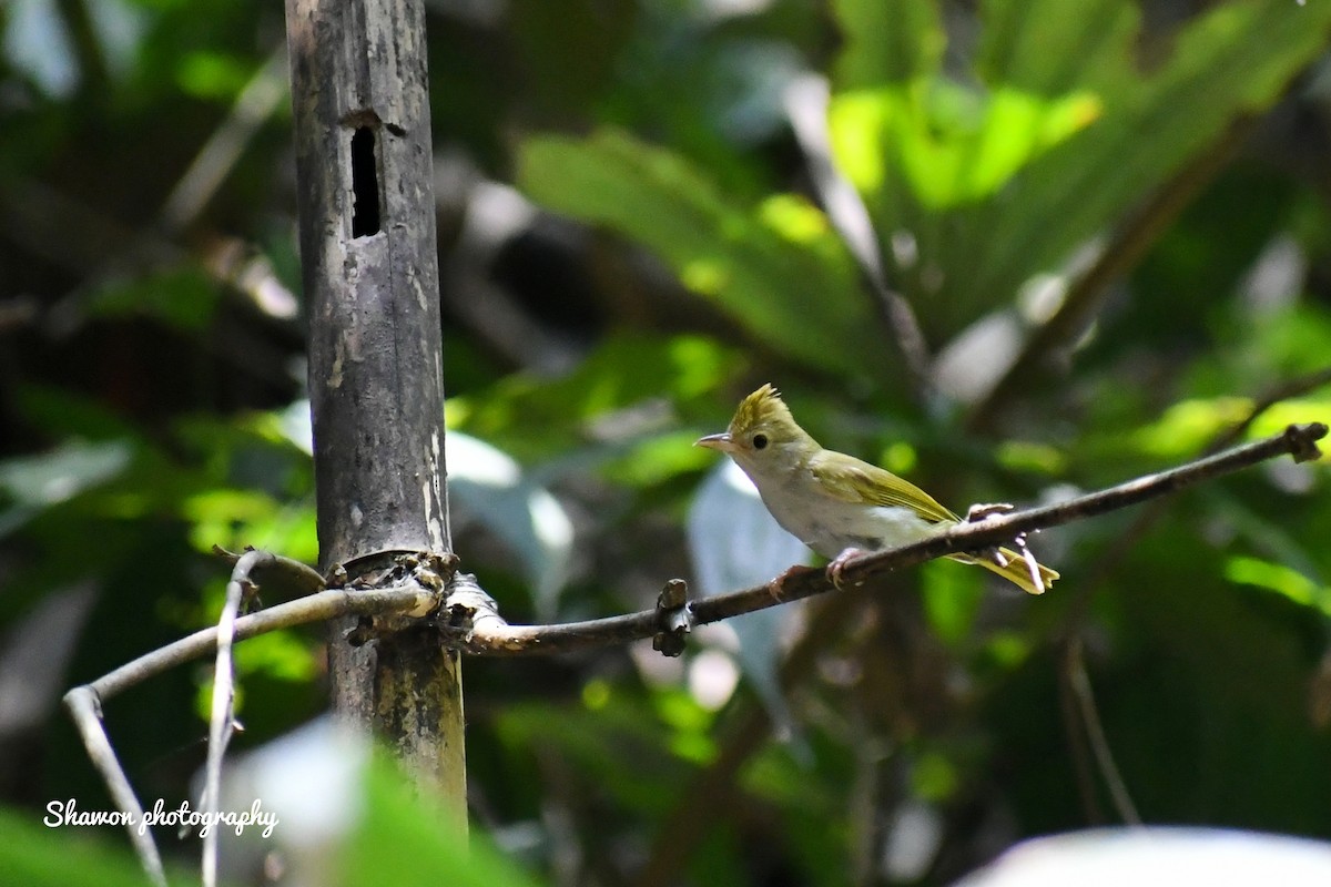 White-bellied Erpornis - ML574788021