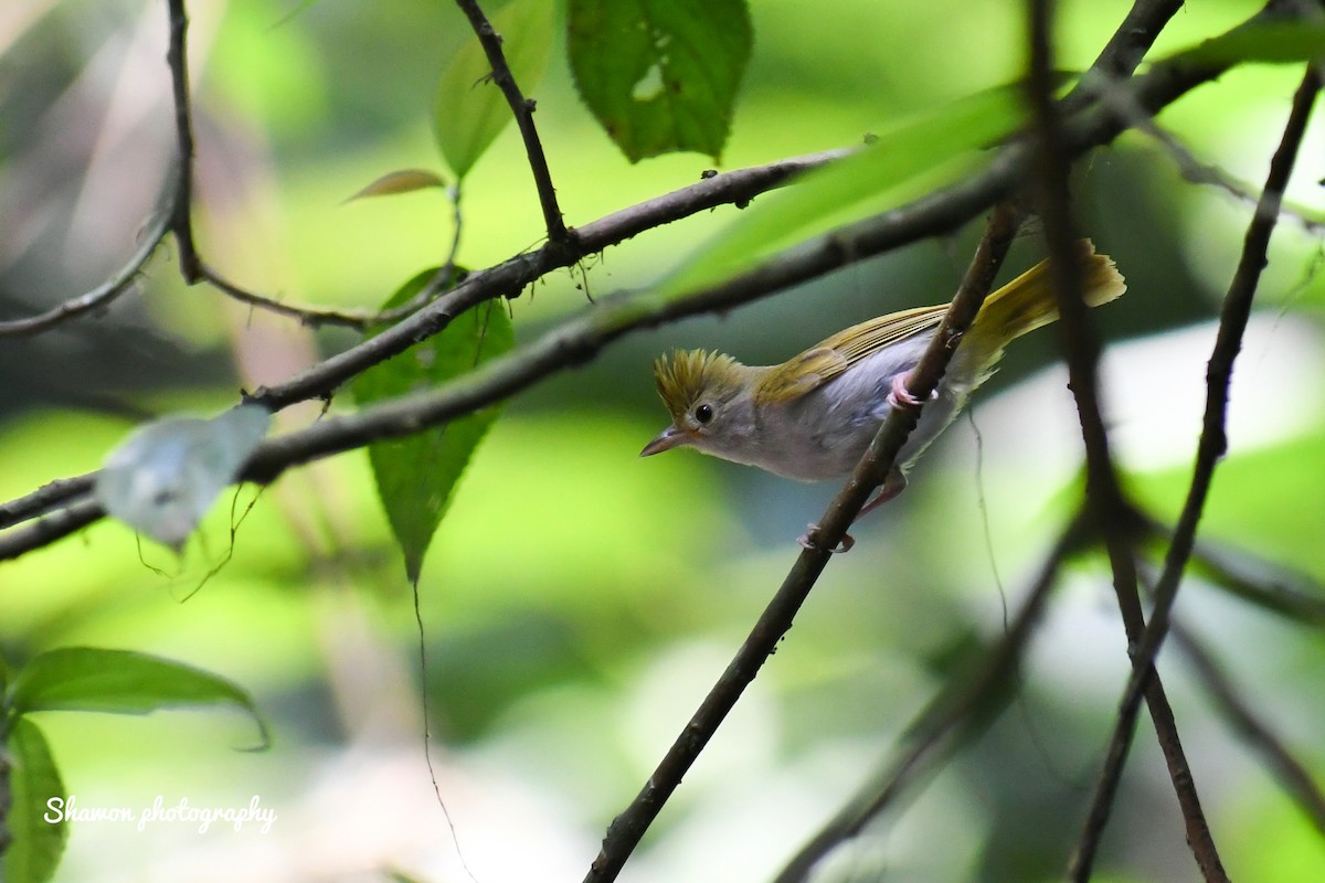 White-bellied Erpornis - Shawon Kuri