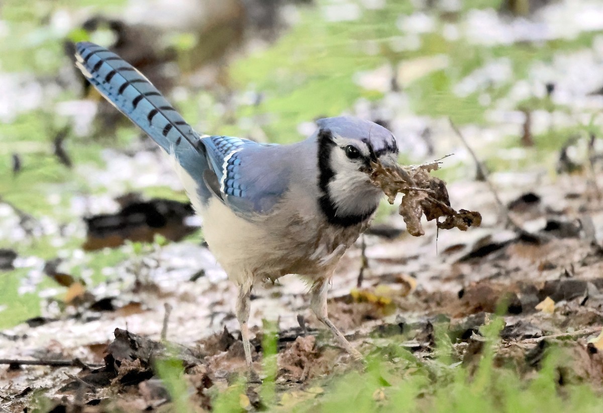 Blue Jay - ML574788141