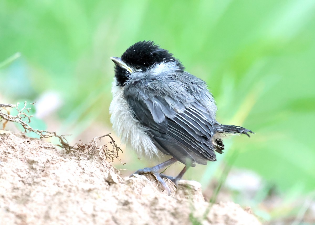 Carolina Chickadee - ML574788181