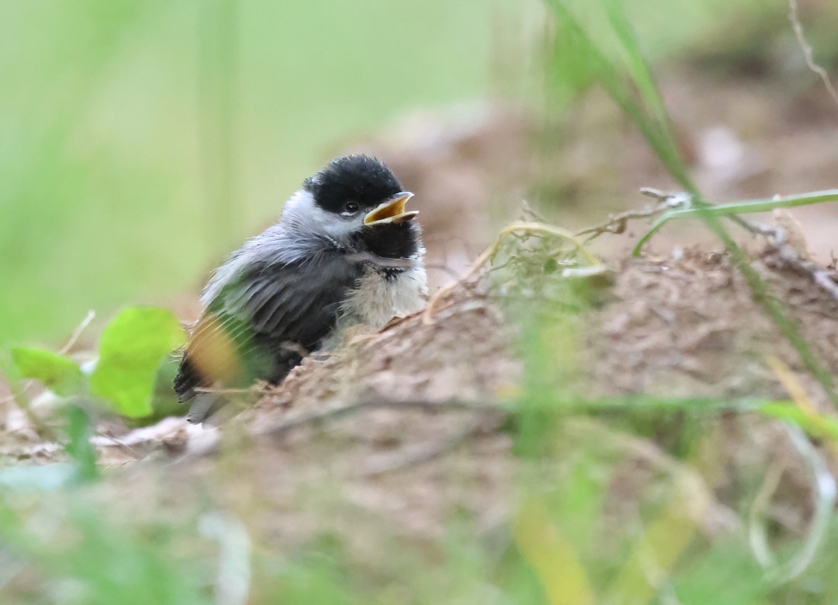 Carolina Chickadee - ML574788221