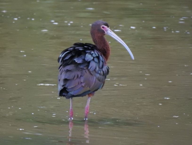 White-faced Ibis - ML57478831