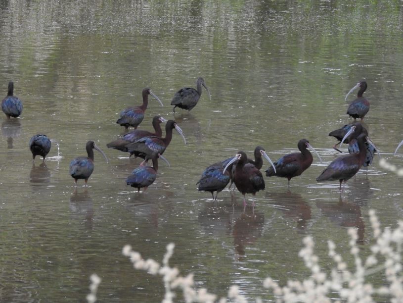 White-faced Ibis - ML57478851