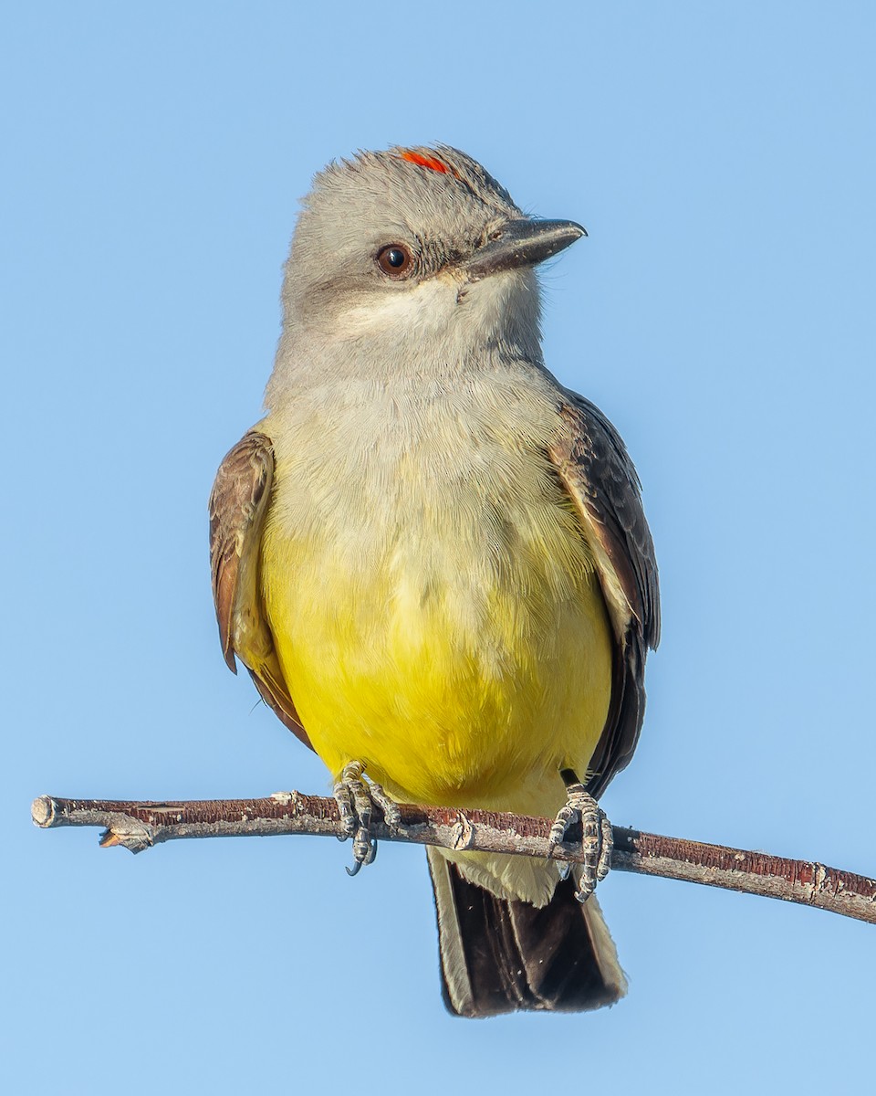 Western Kingbird - John Hackney