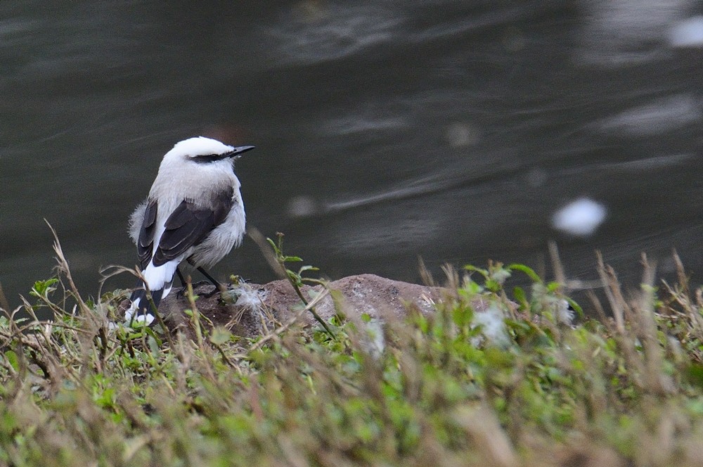 Masked Water-Tyrant - ML574789081