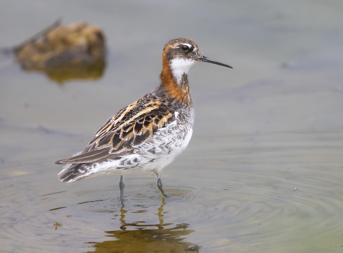 Red-necked Phalarope - Gena Flanigen