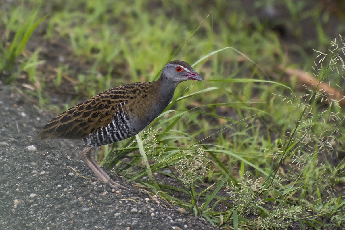 African Crake - Miguel Rouco