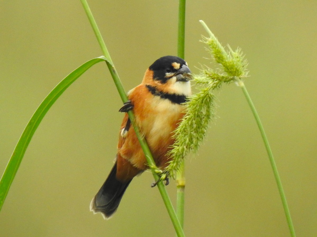 Rusty-collared Seedeater - ML574790521