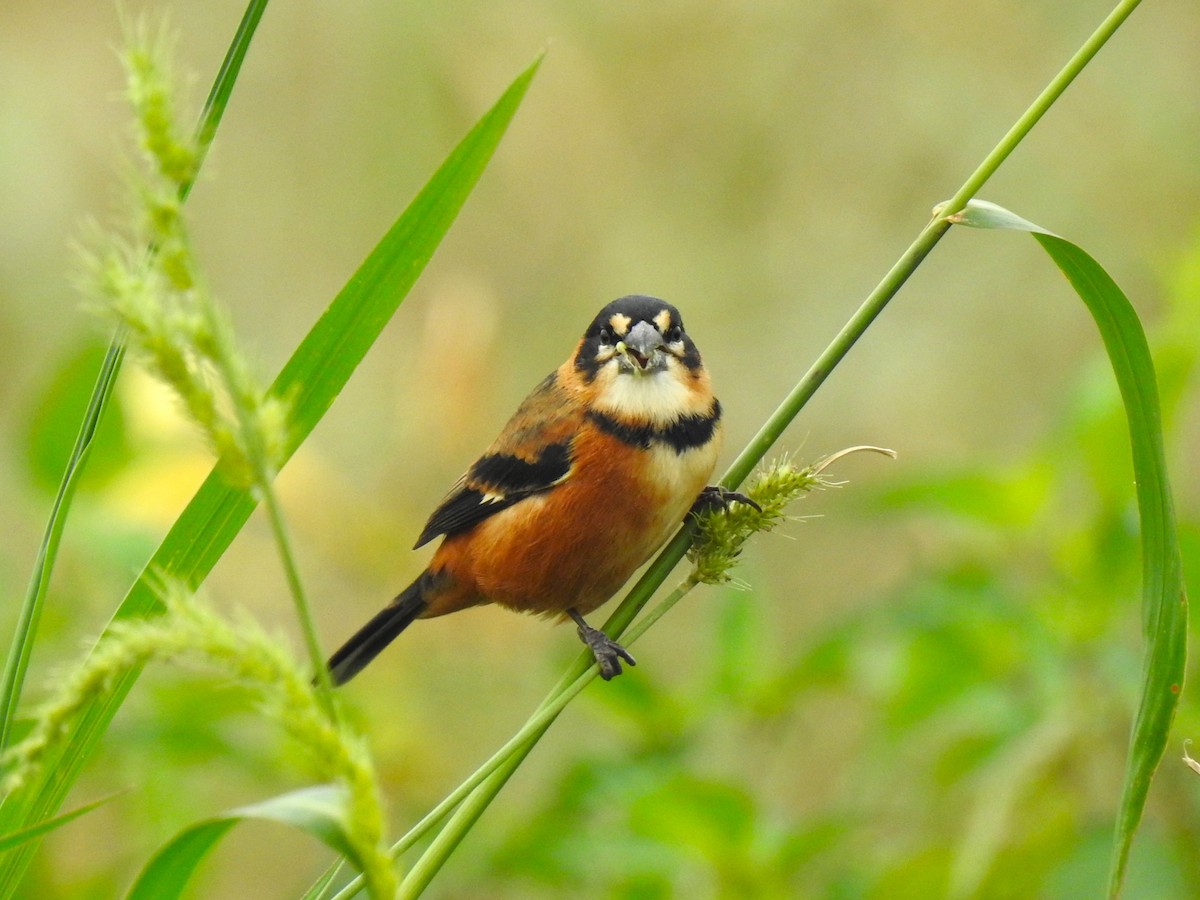 Rusty-collared Seedeater - ML574790531