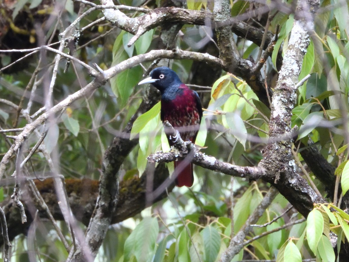 eBird Checklist - 20 May 2023 - Upper Shillong PF--Rhododendron Trek ...