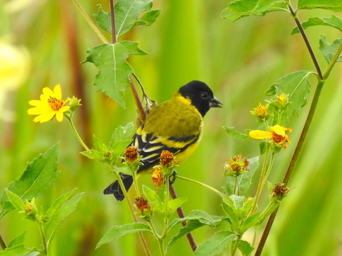 Hooded Siskin - ML574790831