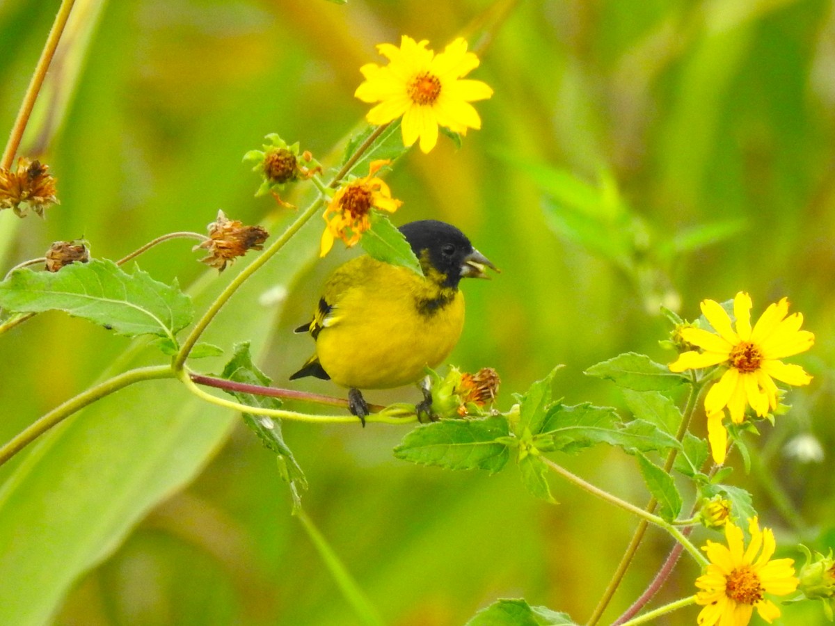 Hooded Siskin - Ricardo Centurión