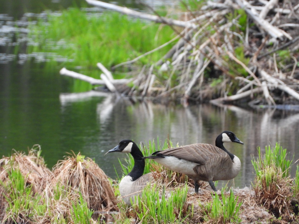 Canada Goose - ML574792031