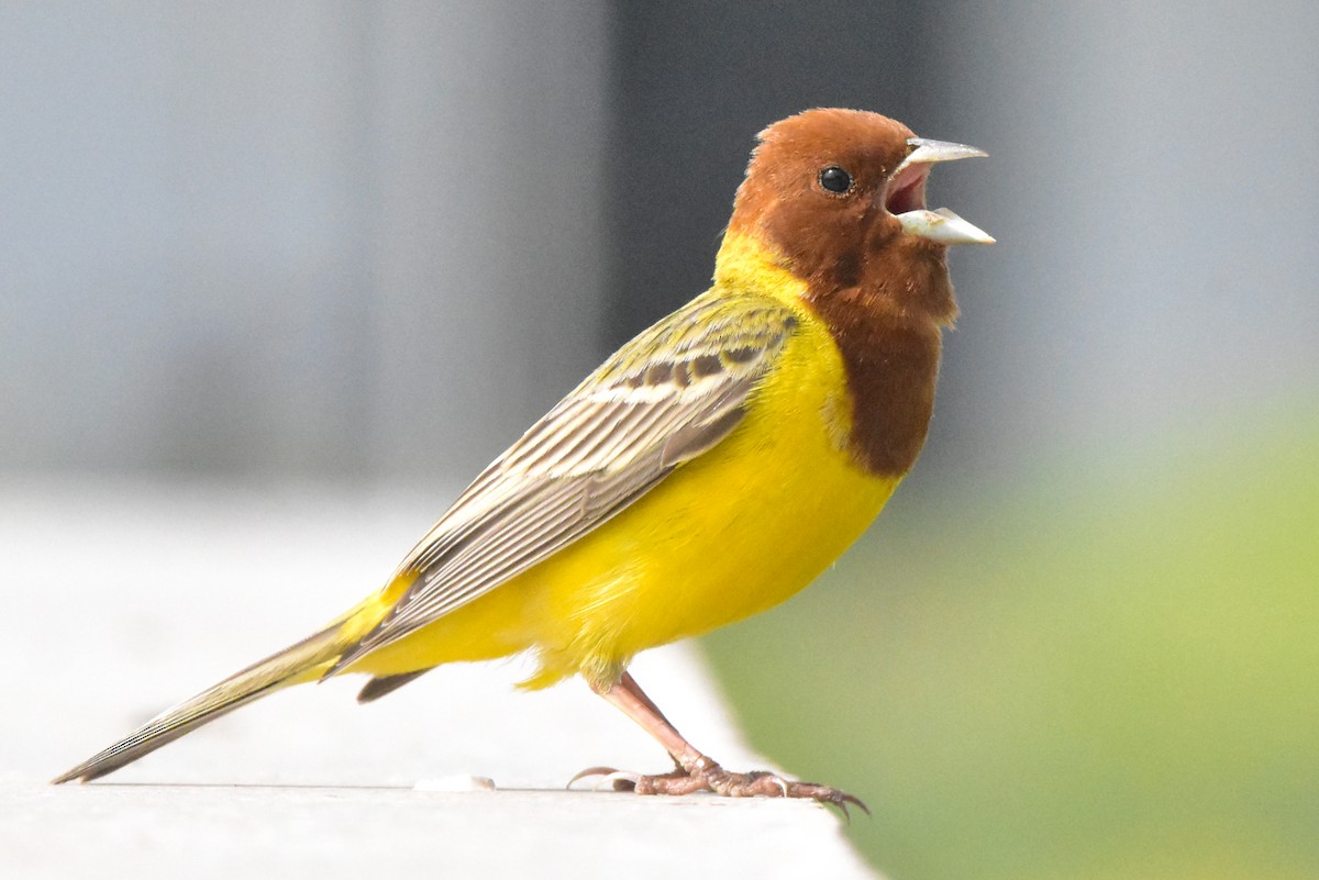 Red-headed Bunting - ML574792681