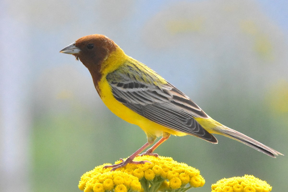 Red-headed Bunting - ML574792711