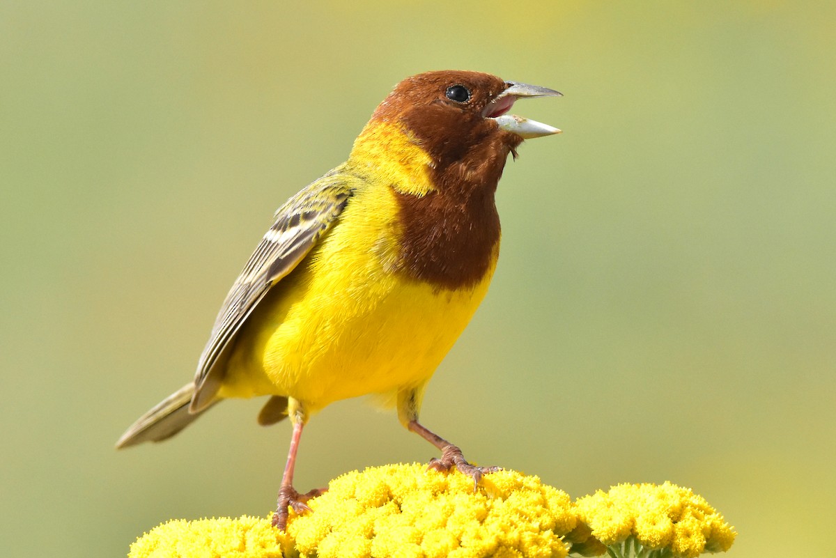 Red-headed Bunting - ML574792721