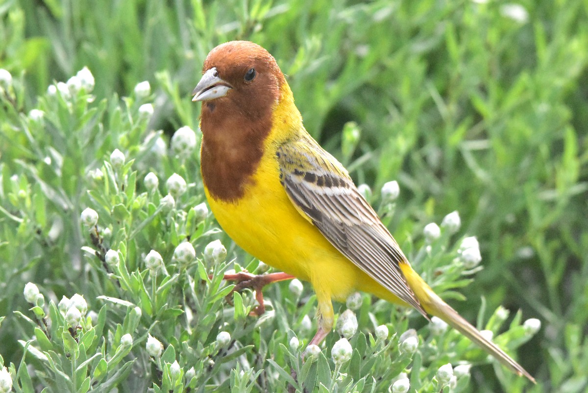 Red-headed Bunting - ML574792731