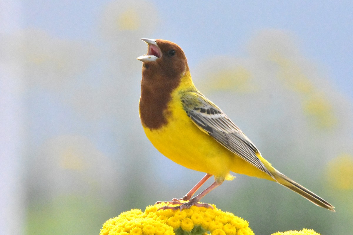 Red-headed Bunting - ML574792741