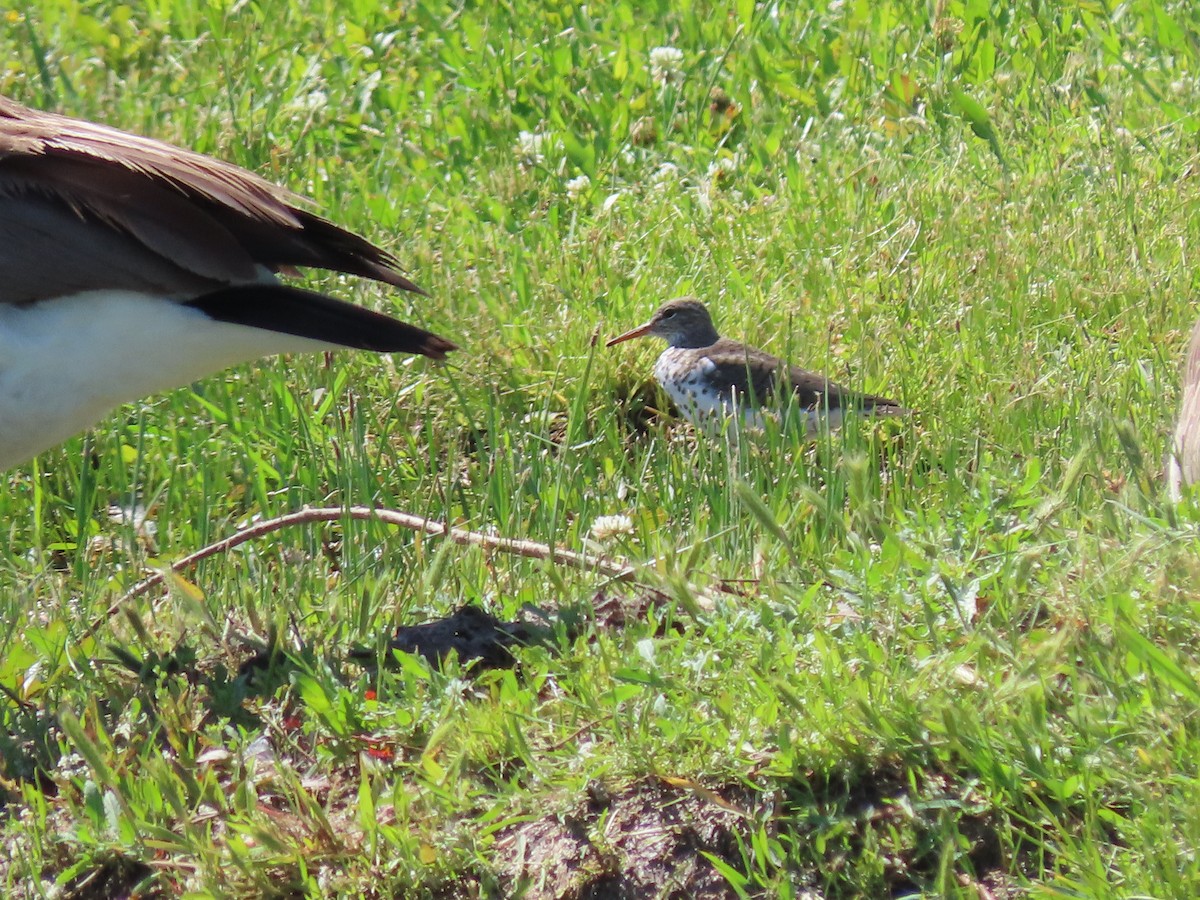 Spotted Sandpiper - ML574793021