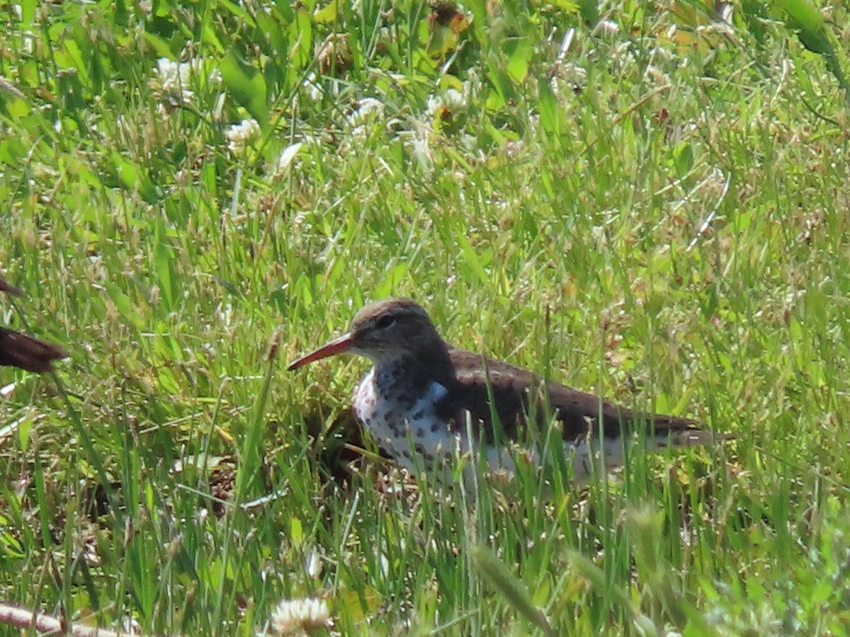 Spotted Sandpiper - ML574793101