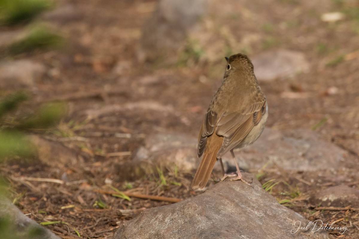 Hermit Thrush - ML574793141