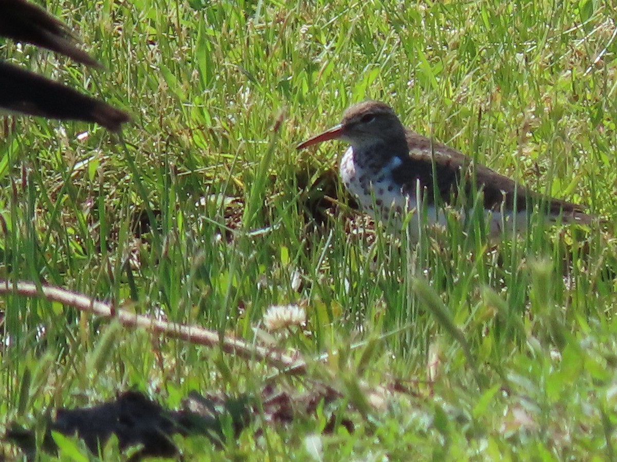 Spotted Sandpiper - ML574793151