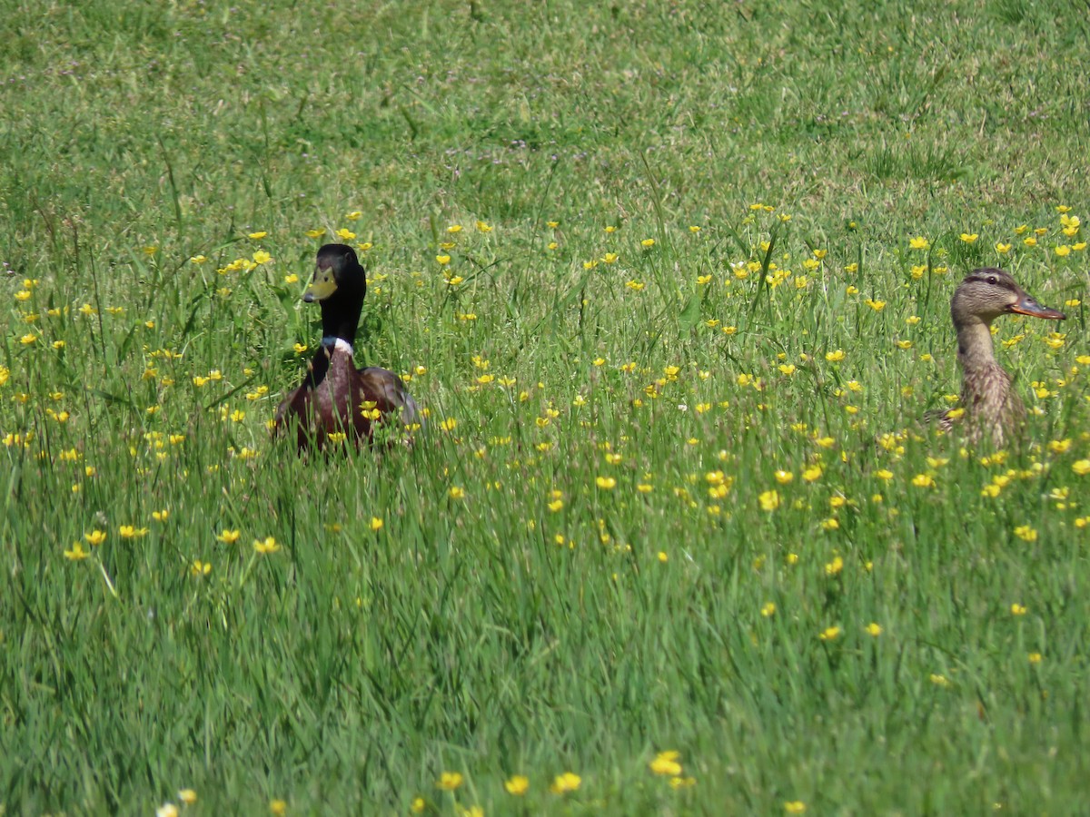 Mallard - ML574793421