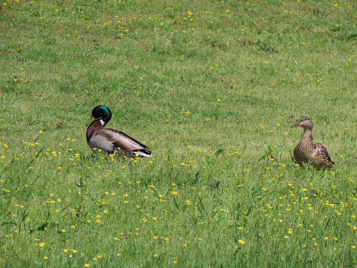 Mallard - ML574793451