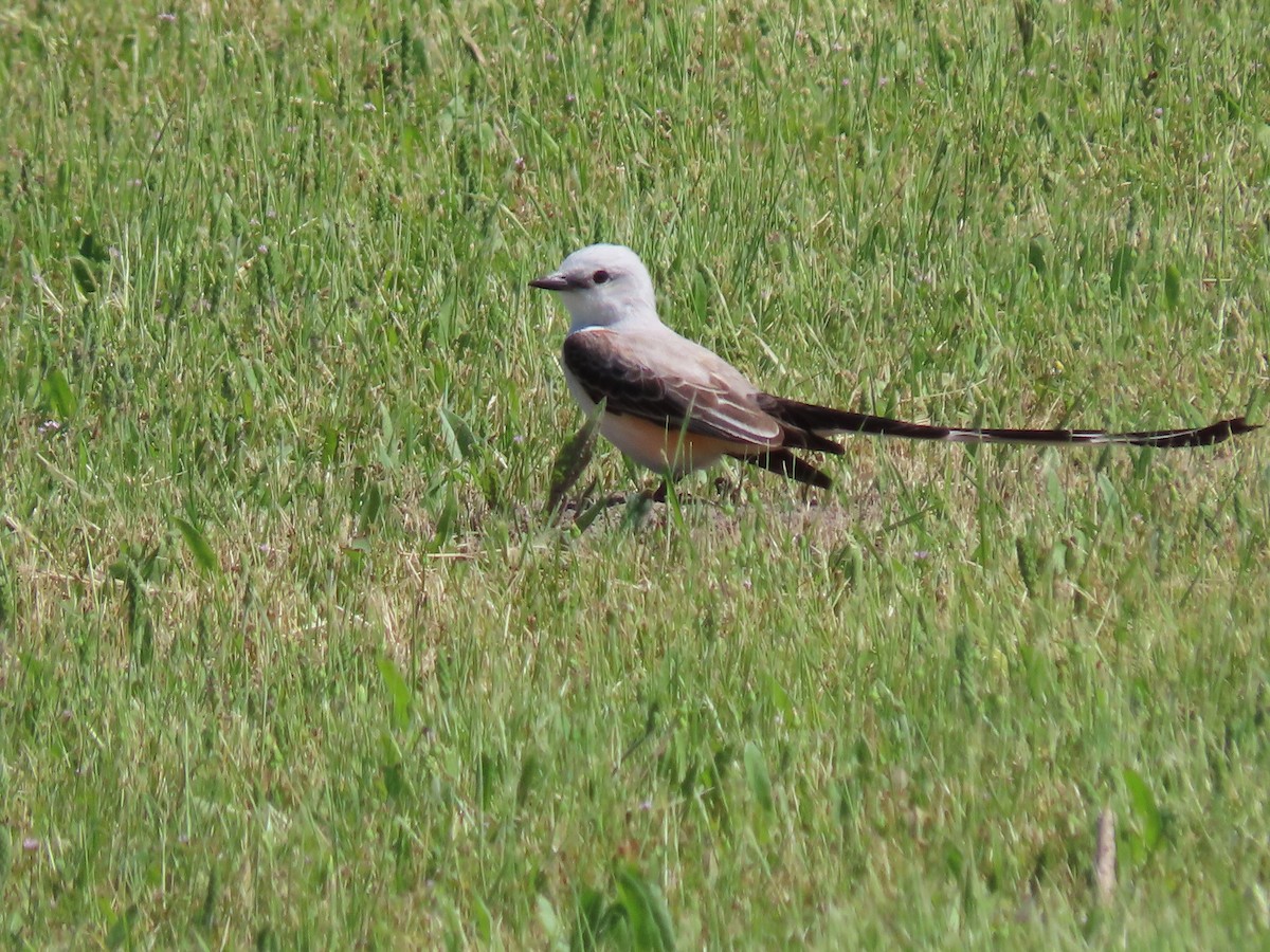 Scissor-tailed Flycatcher - Mike & Angela Stahl