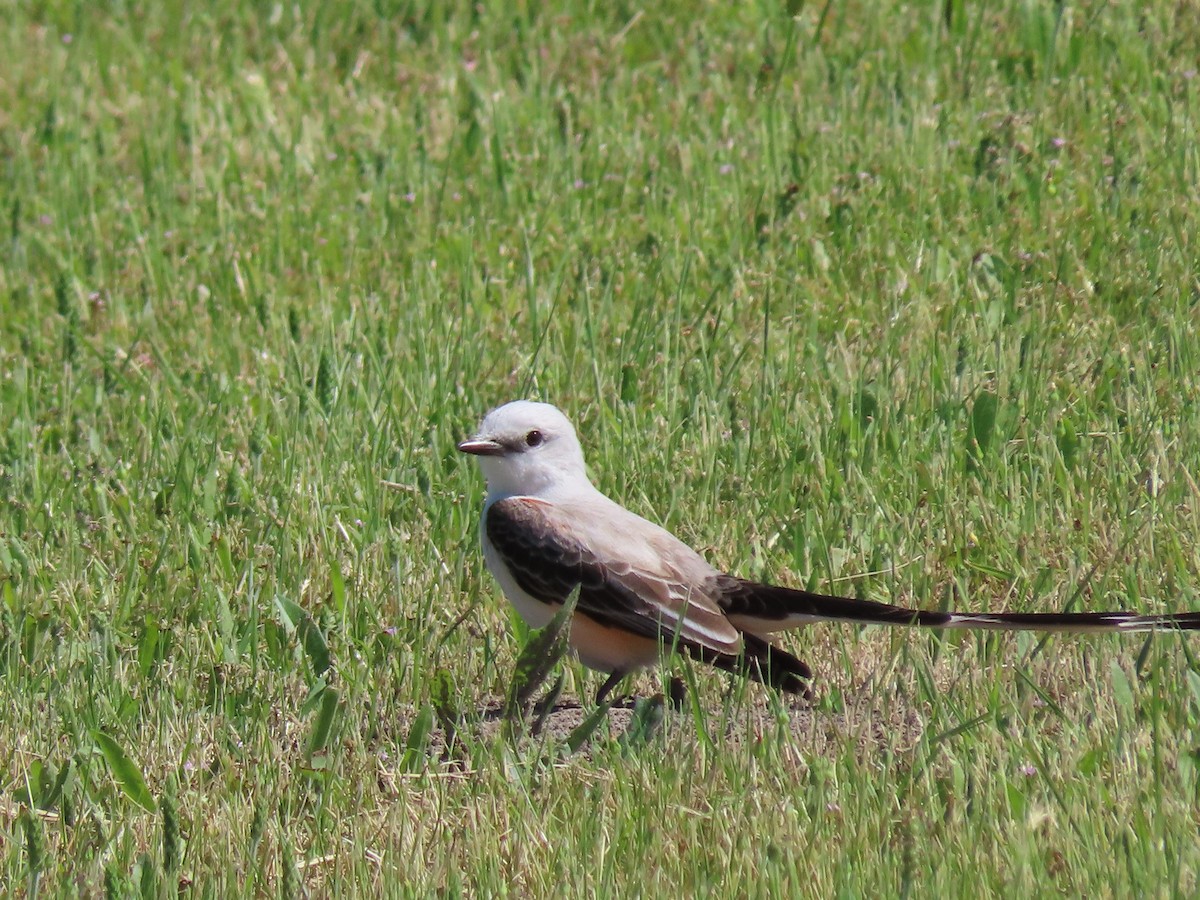 Scissor-tailed Flycatcher - ML574793641