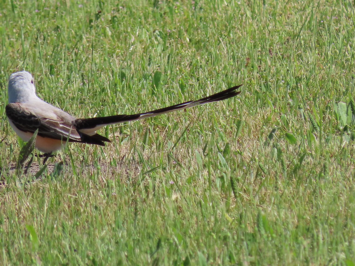 Scissor-tailed Flycatcher - ML574793731