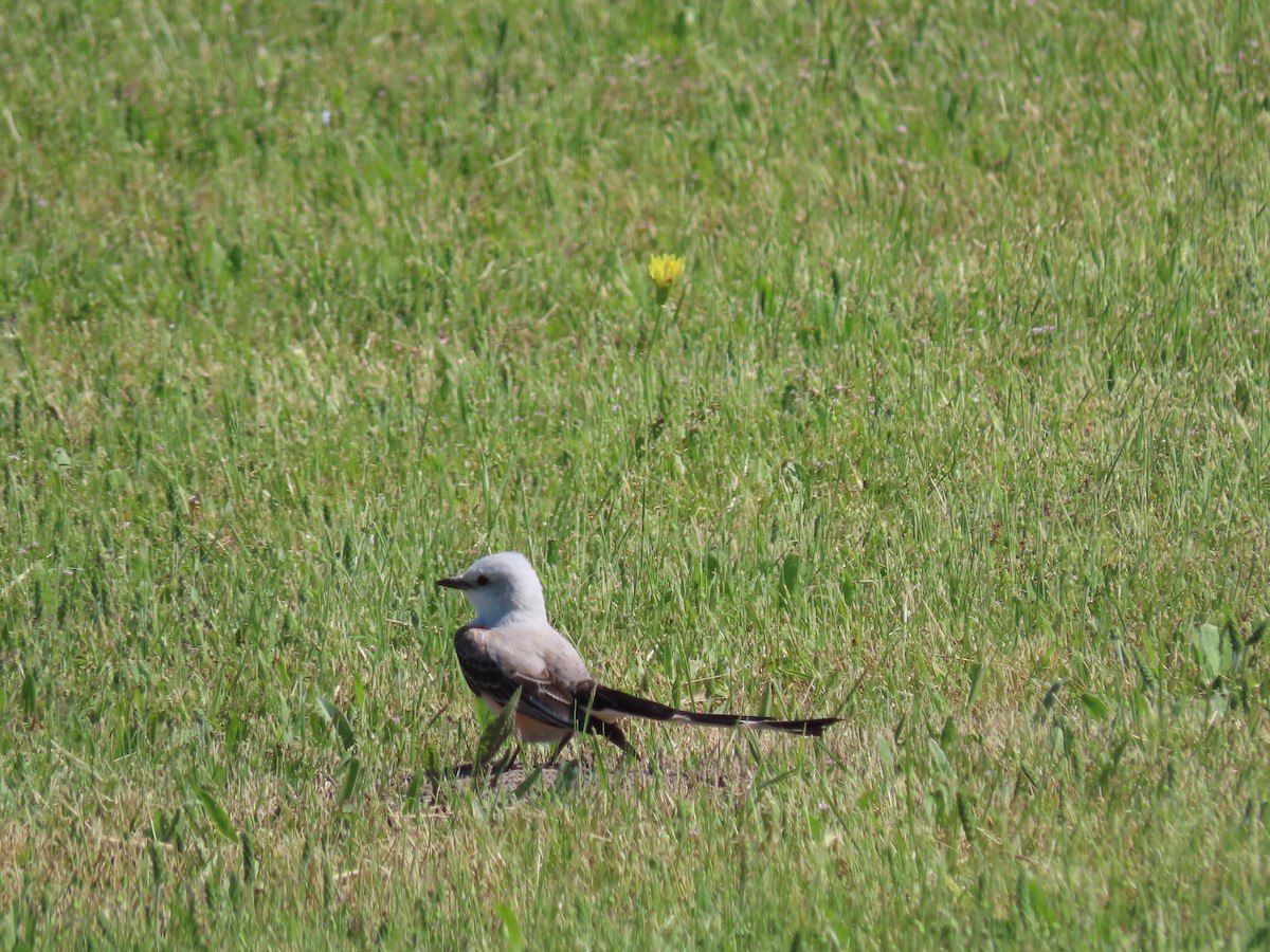 Scissor-tailed Flycatcher - ML574793761