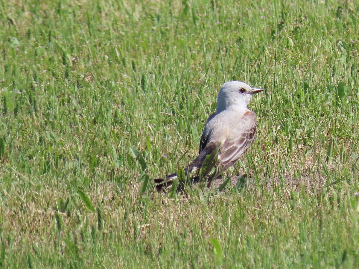 Scissor-tailed Flycatcher - ML574793801