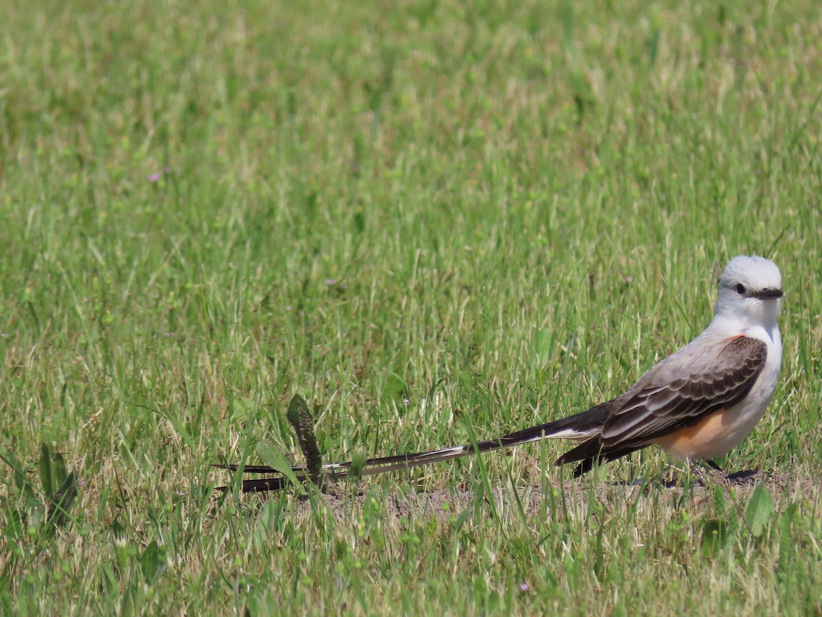 Scissor-tailed Flycatcher - ML574793861