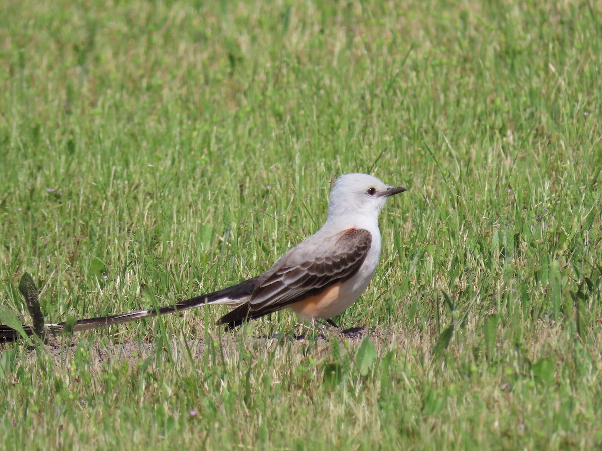 Scissor-tailed Flycatcher - ML574794011