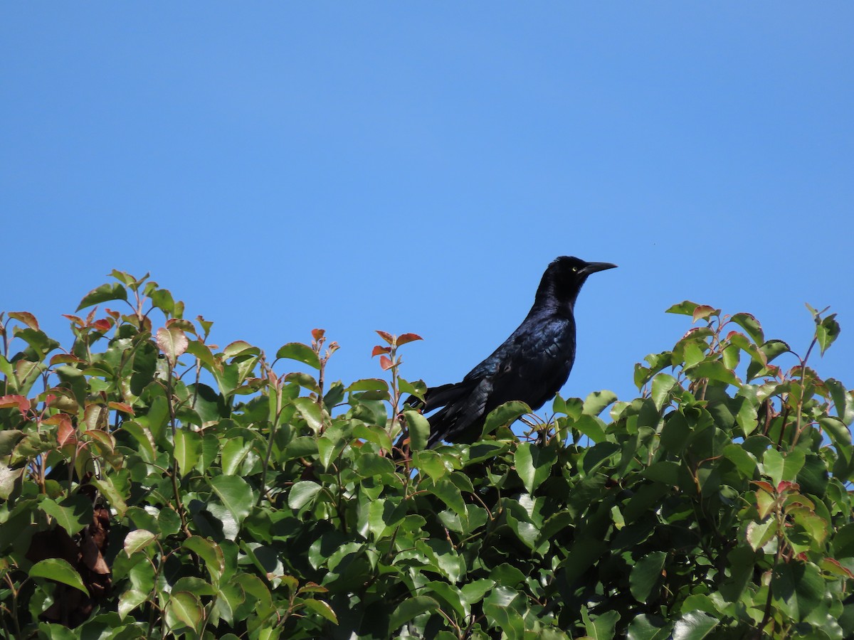 Great-tailed Grackle - ML574794121