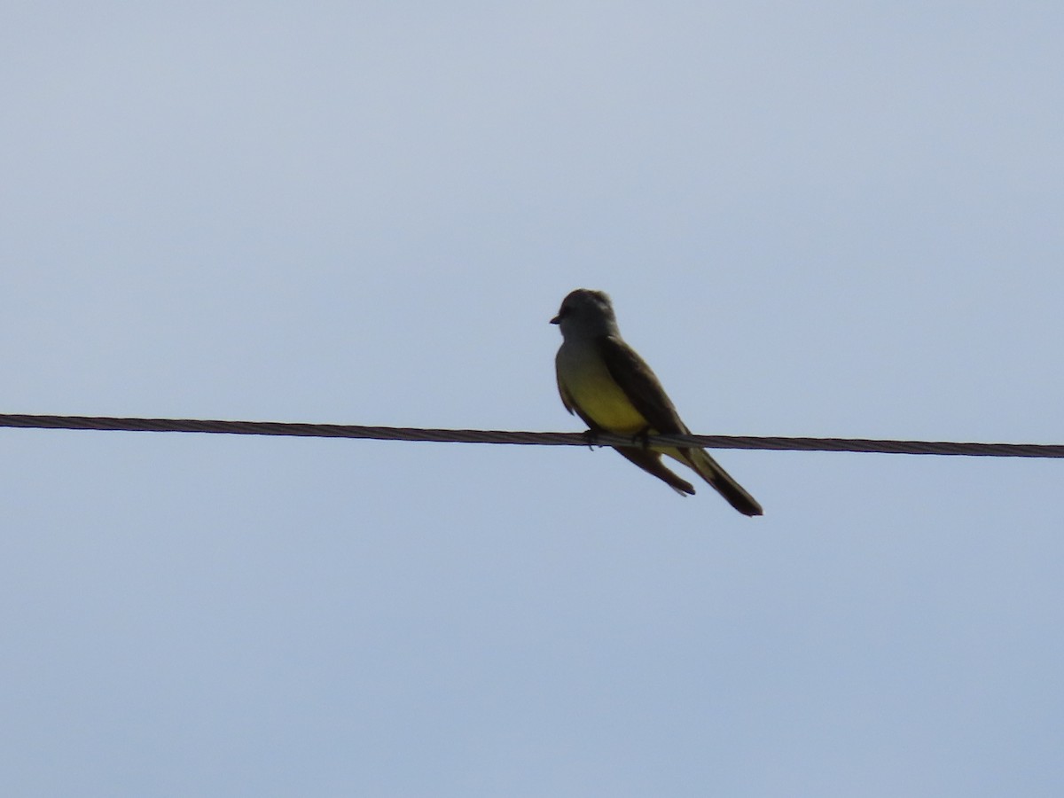 Western Kingbird - ML574794241