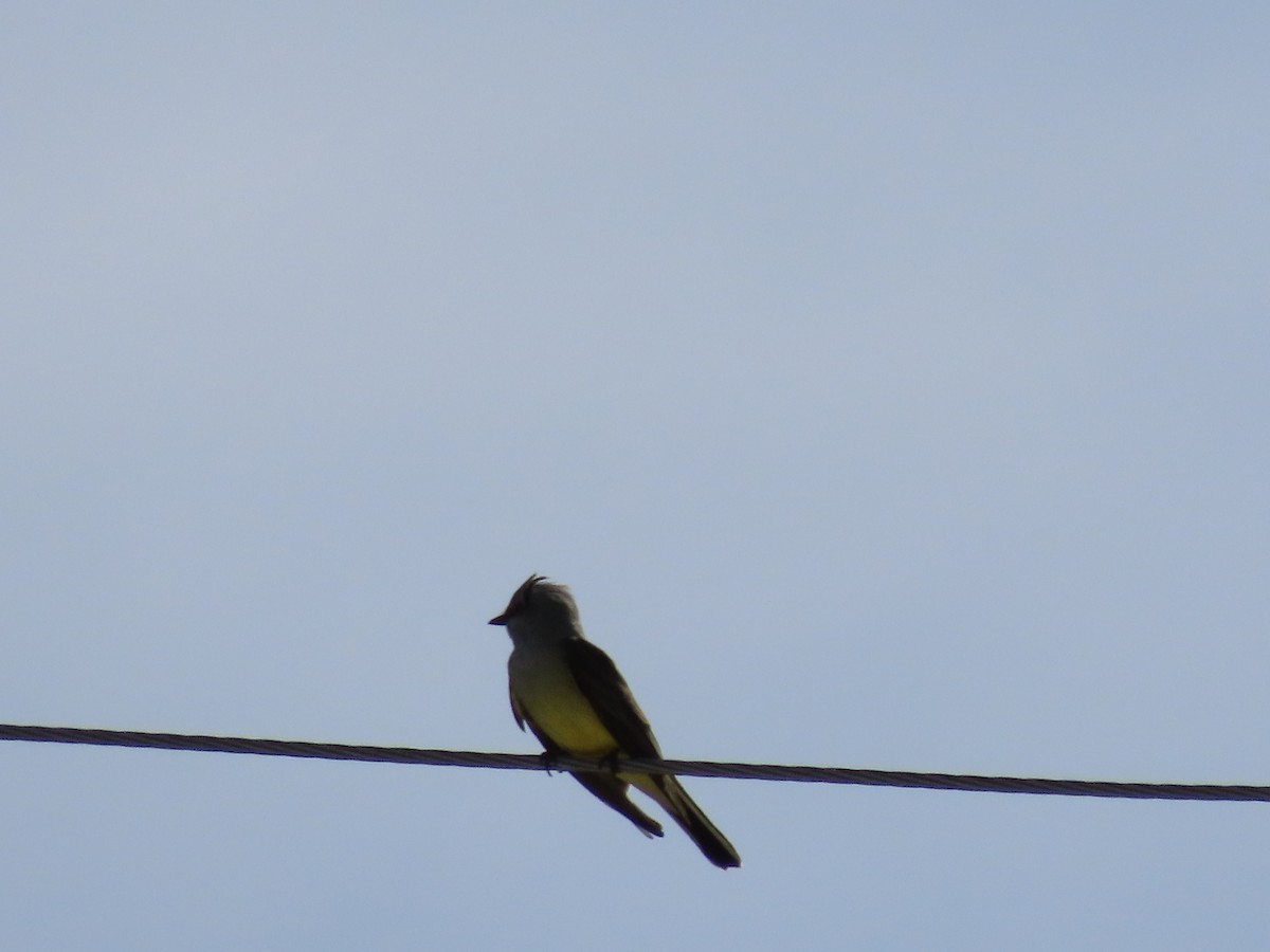 Western Kingbird - ML574794301