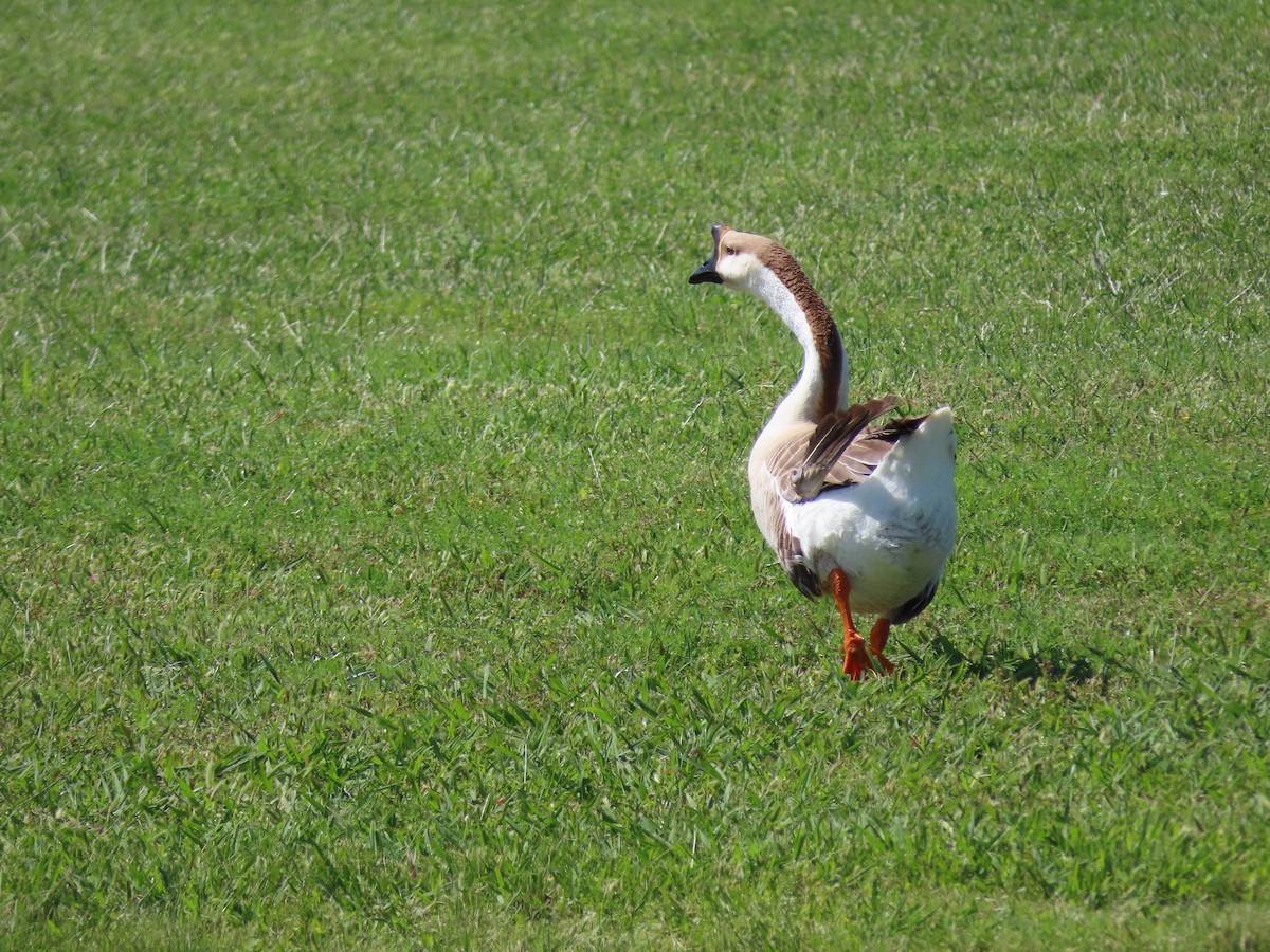 Swan Goose (Domestic type) - ML574794421