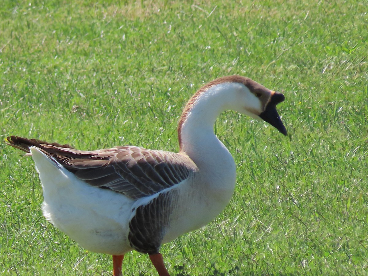 Swan Goose (Domestic type) - Mike & Angela Stahl