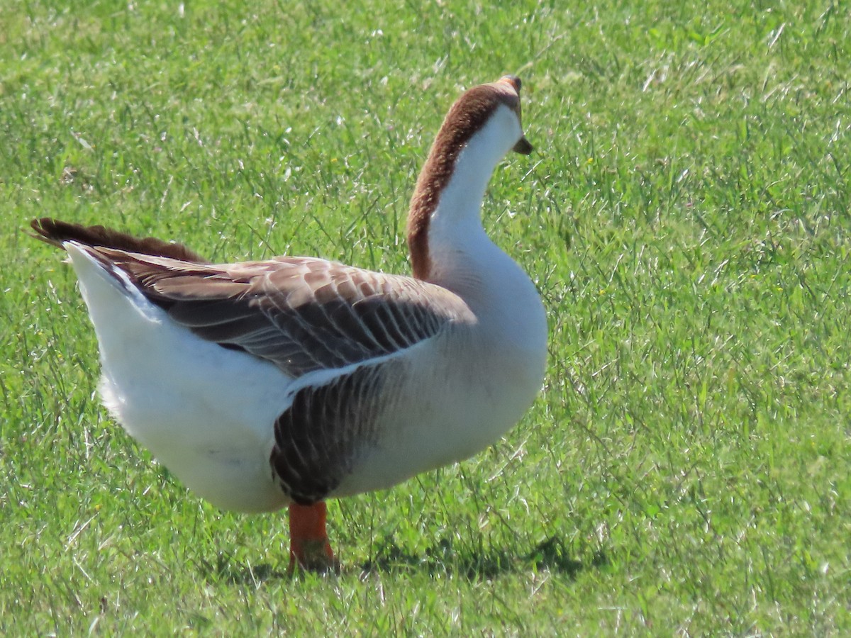 Swan Goose (Domestic type) - ML574794501