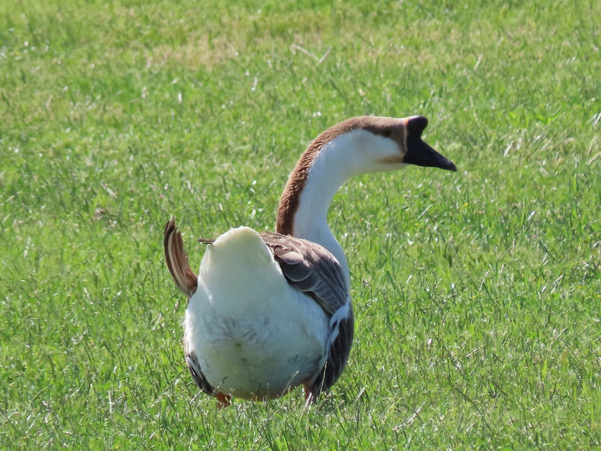 Swan Goose (Domestic type) - ML574794531