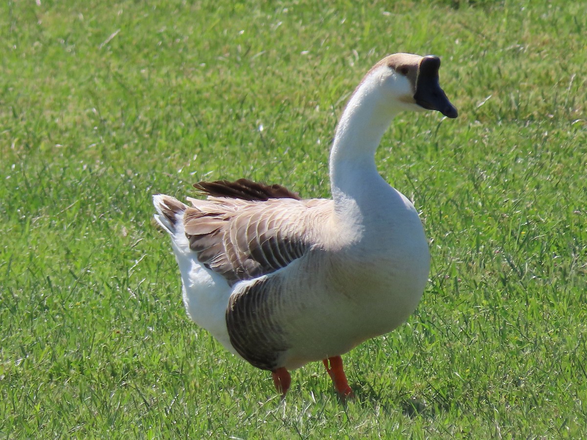 Swan Goose (Domestic type) - ML574794641