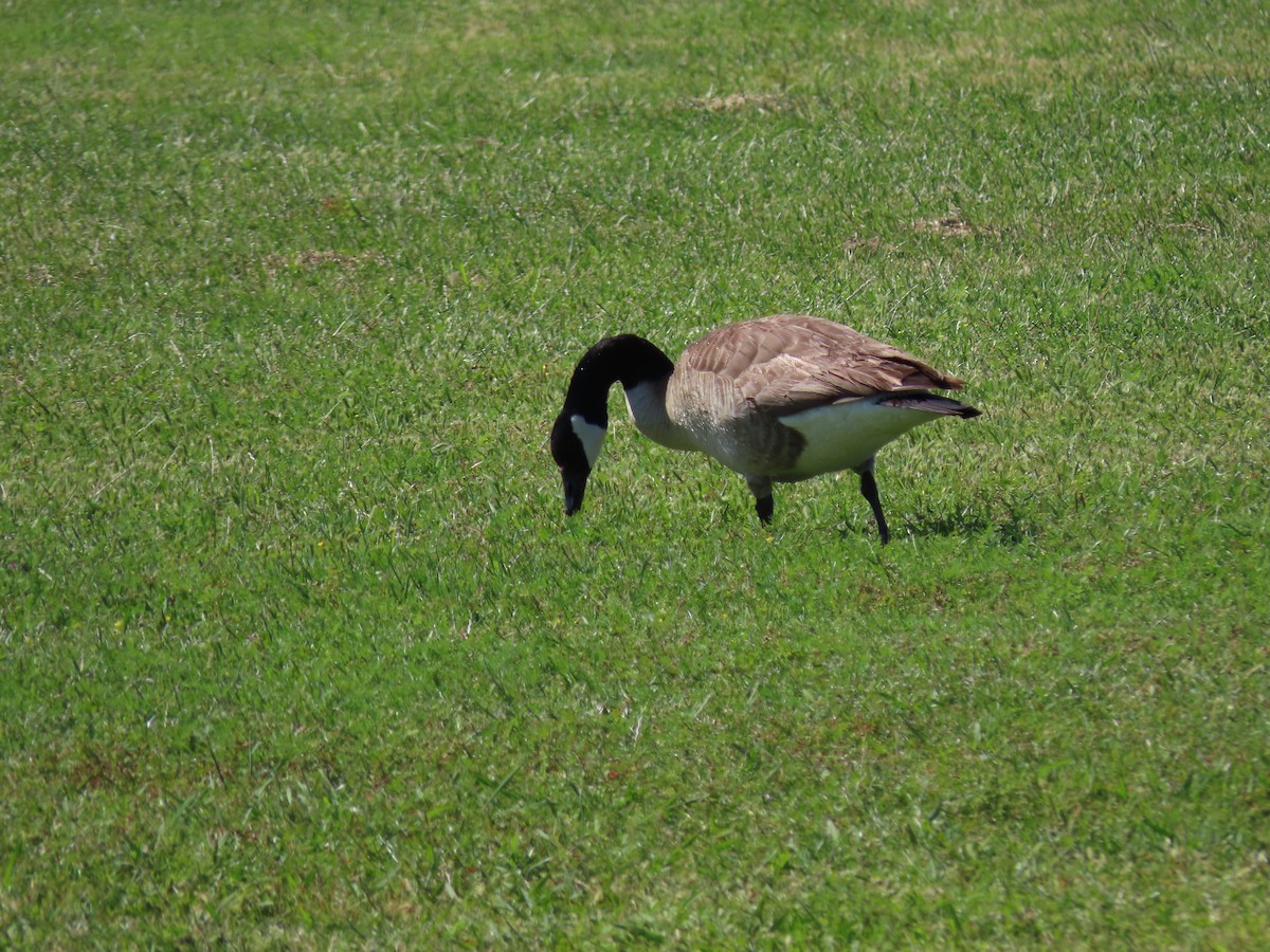 Canada Goose - ML574794891