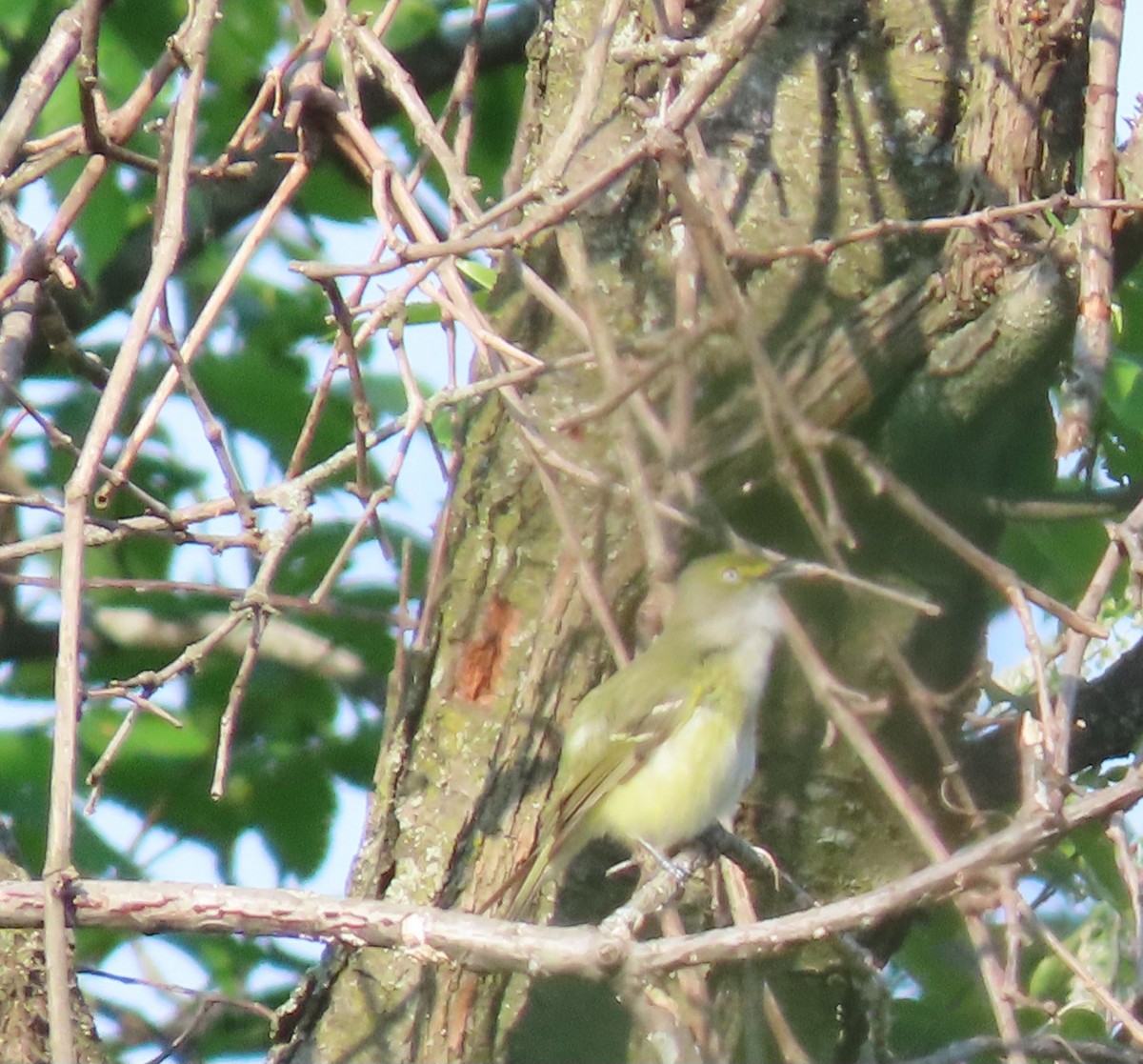 White-eyed Vireo - ML574795471