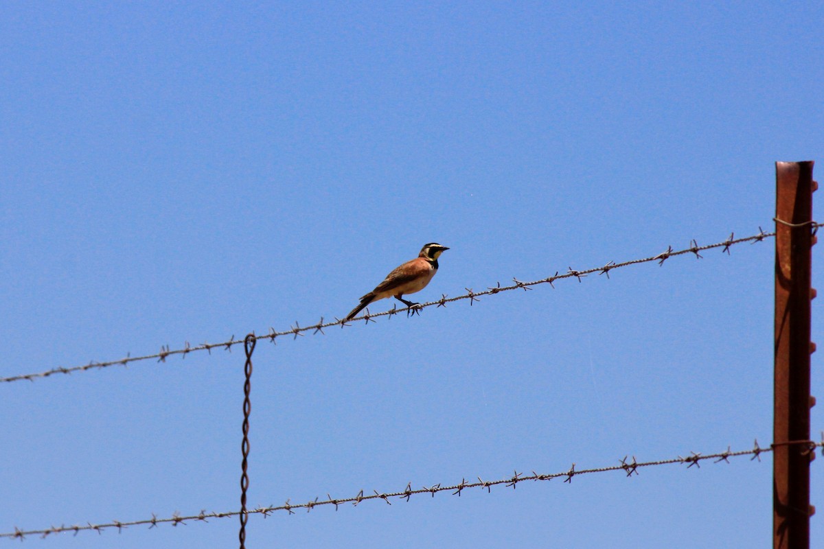 Horned Lark - ML574795671