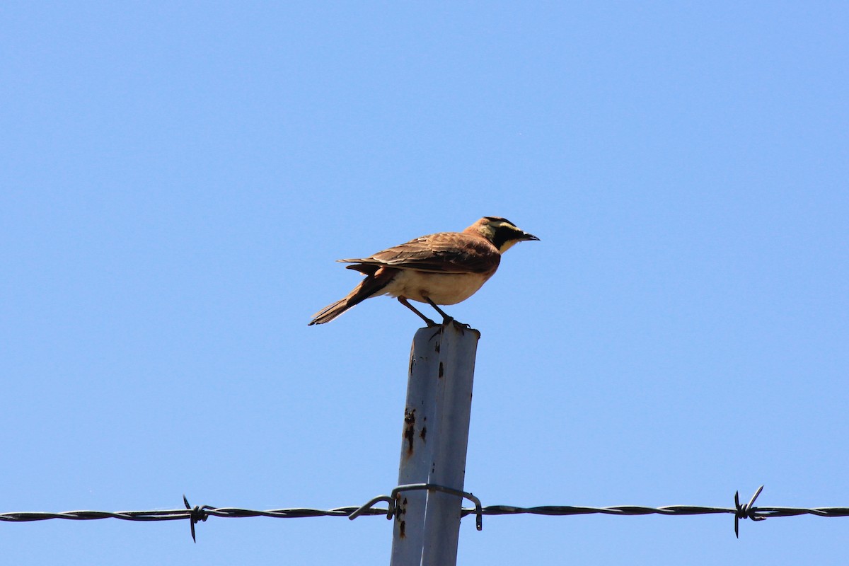 Horned Lark - ML574795751