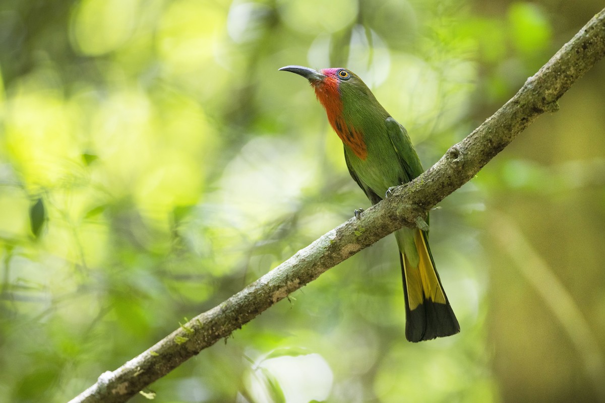 Red-bearded Bee-eater - ML574796671