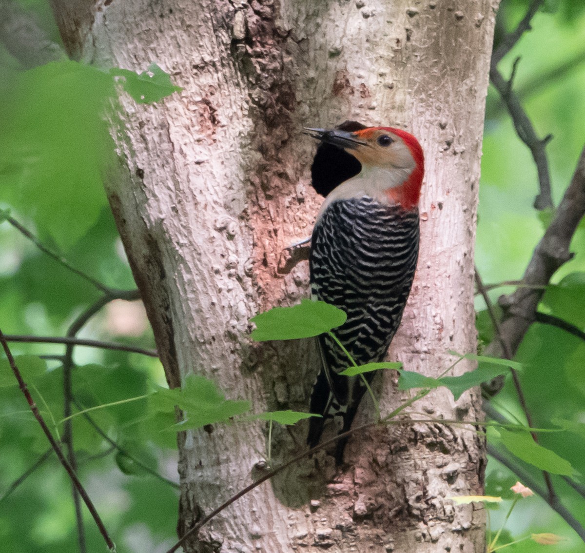 Red-bellied Woodpecker - Carol Fitzpatrick