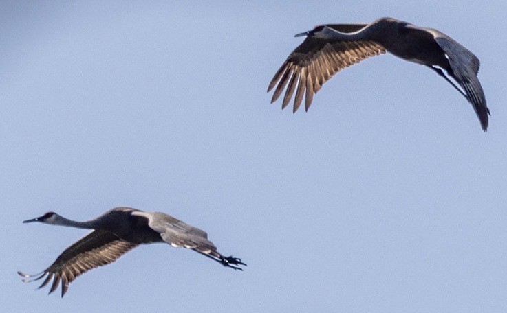 Sandhill Crane - ML574797151